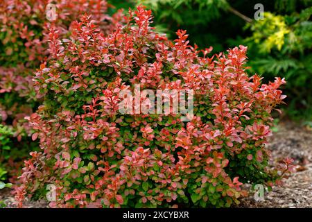 Nahaufnahme der leuchtend orange-roten Blätter des niedrig wachsenden Gartenstrauchs berberis thunbergii atropurpurea Bewunderung. Stockfoto