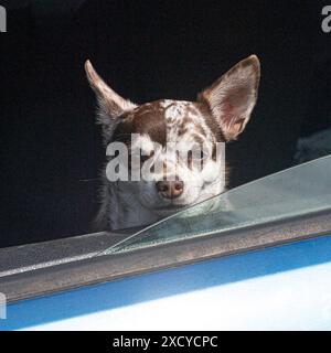 chihuahua glatt beschichteter melierter Apfel Stockfoto