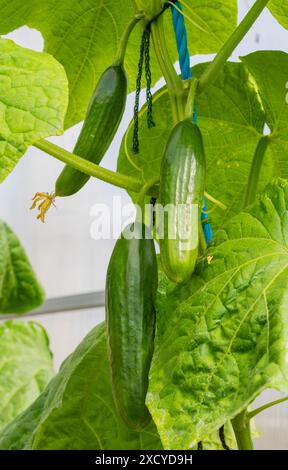 Gurkensorte „Diva“, die im Gewächshaus wächst. Stockfoto