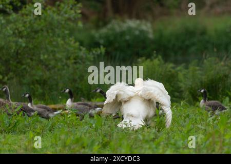 Aggressiver männlicher Schwan am Ufer, der Gänse verjagt Stockfoto