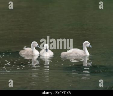 Drei Babyschwäne, cygnet schwimmt Stockfoto