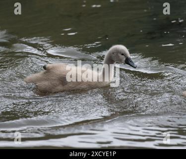 Einsamer Babyschwan, cygnet Stockfoto