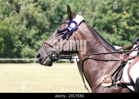 Kopf eines Springpferdes mit Rosette des Siegers im Reitwettbewerb. Pferdeband während der Gewinnerveranstaltung. Reitsport und Stockfoto