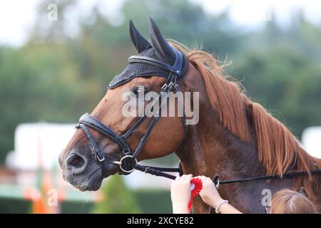 Kopf eines Springpferdes mit Rosette des Siegers im Reitwettbewerb. Pferdeband während der Gewinnerveranstaltung. Reitsport und Stockfoto