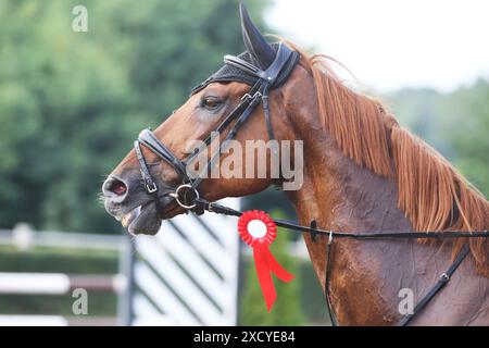 Kopf eines Springpferdes mit Rosette des Siegers im Reitwettbewerb. Pferdeband während der Gewinnerveranstaltung. Reitsport und Stockfoto