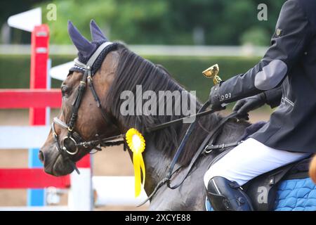 Kopf eines Springpferdes mit Rosette des Siegers im Reitwettbewerb. Pferdeband während der Gewinnerveranstaltung. Reitsport und Stockfoto