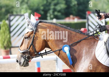 Kopf eines Springpferdes mit Rosette des Siegers im Reitwettbewerb. Pferdeband während der Gewinnerveranstaltung. Reitsport und Stockfoto