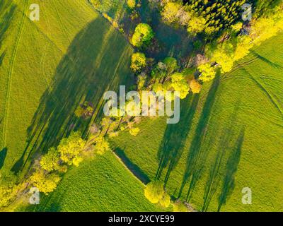 Ein Blick aus der Vogelperspektive auf ein grünes Feld mit Bäumen und Schatten, die von der Sonne geworfen werden. Das üppige Laub und die langen dunklen Schatten sorgen für einen atemberaubenden Kontrast. Stockfoto