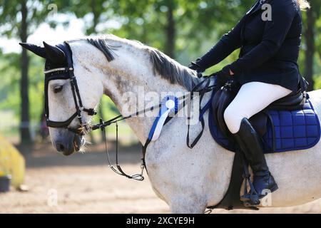 Kopf eines Springpferdes mit Rosette des Siegers im Reitwettbewerb. Pferdeband während der Gewinnerveranstaltung. Reitsport und Stockfoto