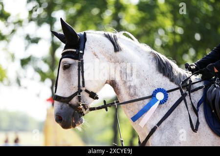 Kopf eines Springpferdes mit Rosette des Siegers im Reitwettbewerb. Pferdeband während der Gewinnerveranstaltung. Reitsport und Stockfoto