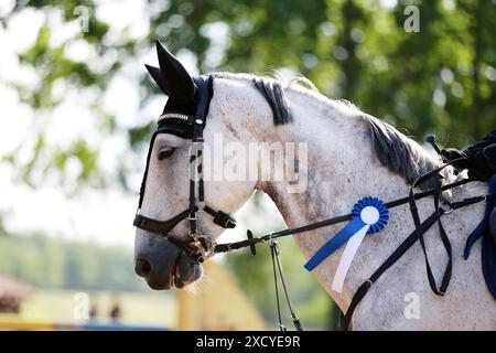 Kopf eines Springpferdes mit Rosette des Siegers im Reitwettbewerb. Pferdeband während der Gewinnerveranstaltung. Reitsport und Stockfoto