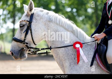 Kopf eines Springpferdes mit Rosette des Siegers im Reitwettbewerb. Pferdeband während der Gewinnerveranstaltung. Reitsport und Stockfoto