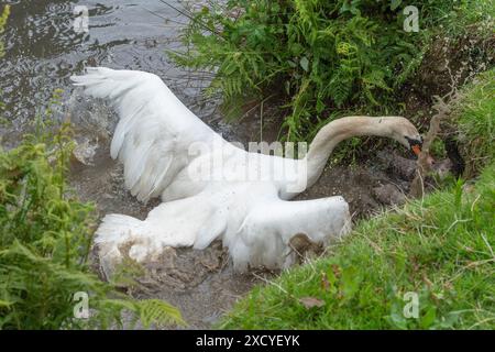 Männlicher stummer Swan, der eine kanadas-Gans angreift und tötet Stockfoto