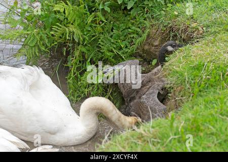 Männlicher stummer Swan, der eine kanadas-Gans angreift und tötet Stockfoto