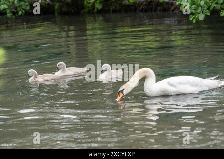 Schwan und Zygneten schwimmen stumm Stockfoto