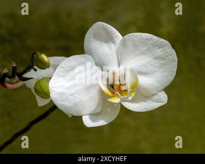 Nahaufnahme einer wunderschönen bunten Orchideenblume ( Phalaenopsis) Stockfoto