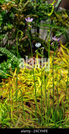 Fleischfressende Pflanzen (Drosera capensis). Botanischer Garten, KIT, Karlsruhe, Deutschland, Europa Stockfoto