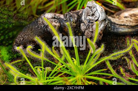 Fleischfressende Pflanzen (Drosera capensis). Botanischer Garten, KIT, Karlsruhe, Deutschland, Europa Stockfoto