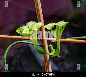 Fallschirm Anlage (Ceropegia sandersonii). KIT, Karlsruhe, Deutschland, Europa. Stockfoto