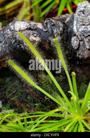 Fleischfressende Pflanzen (Drosera capensis). Botanischer Garten, KIT, Karlsruhe, Deutschland, Europa Stockfoto