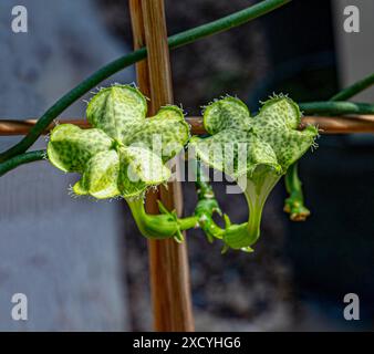 Fallschirm Anlage (Ceropegia sandersonii). KIT, Karlsruhe, Deutschland, Europa. Stockfoto
