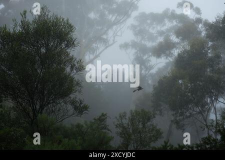 Eine kleine Gruppe von Menschen sah Silhouetten durch die Buschlandschaft bei einem Aussichtspunkt in der Nähe der Tree Sisters, die Felsformationen, die bei starkem Nebel unsichtbar sind Stockfoto