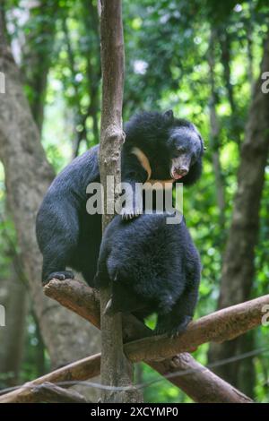 Laos, Luang Prabang. Asiatische Schwarzbären (ursus thibetanus) im Bärenrettungszentrum Tat Kuang Si. Stockfoto