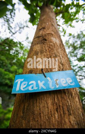 Laos - Teakbaum ist ein beliebter Baum für sein hartes Teakholz. Stockfoto