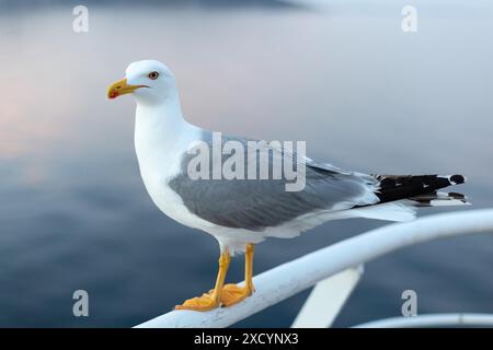 Große Möwe auf Sonnenuntergang Himmel Hintergrund, Nahaufnahme Porträt Stockfoto