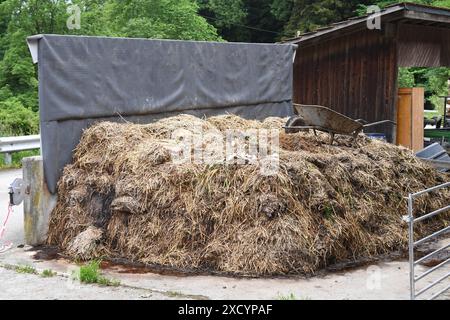 Wie in alten Zeiten: ein Misthaufen vor einem landwirtschaftlichen Anwesen in Küssnacht, Schweiz. Im Stall stehen die Rinder auf eingestreutem Stroh, auf dem Misthaufen wird die Einstreu mit dem Viehdung aus dem Stall gelagert, später wird das Ganze als Dünger auf den Feldern ausgebracht. Foto:Winfried Rothermel *** wie früher, ein Dunghaufen vor einem Bauernhof in Küssnacht, Schweiz, das Vieh steht in der Scheune auf Streustroh, die Einstreu wird auf dem Dunghaufen mit dem Viehmist aus der Scheune gelagert, später wird das ganze als Dünger auf den Feldern verteilt Foto Winfried Rother Stockfoto