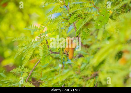 Süße Tamarinde und Blatt am Baum. Rohe Tamarindenfrüchte hängen am Tamarindenbaum im Garten mit natürlicher Nahaufnahme im Hintergrund in Sri Lanka Stockfoto