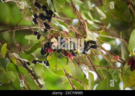 Frucht von Syzygium cumini, allgemein bekannt Malabar Pflaume, Java Pflaume, schwarze Pflaume, Jamblang, Juwet, Jambul Jambolan ist eine immergrüne tropische Baumblüte Stockfoto