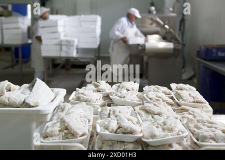 Manipulation von Stockfisch, gekühlten und gefrorenen Stockfisch Verteilung Stockfoto