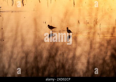 Südlicher Stelzen, Himantopus melanurus bei Sonnenuntergang, La Pampa Provinz, Patagonien, Argentinien Stockfoto