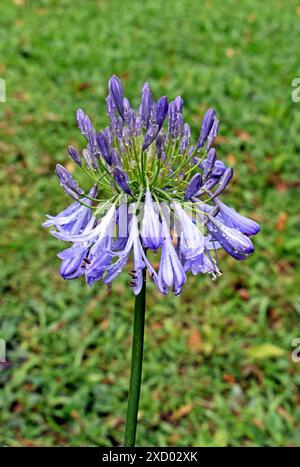 Agapanthus-Blüten mit Tau im Garten Stockfoto