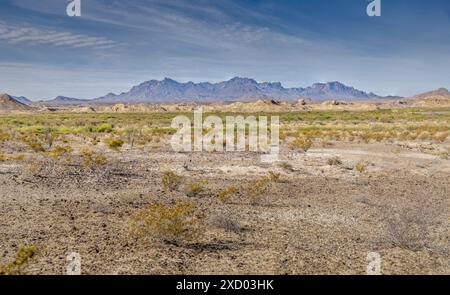 Die trockene Wüstenlandschaft des Big Bend National Park mit den Chisos Mountains im Hintergrund Stockfoto