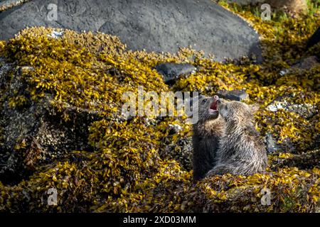 Zwei, dieses Jahr Grizzlybären-Jungen, Thimbles Nachkommen, nannte ich sie "Salz & Pfeffer", Ende Mai, spielten in Algen während der Ebbe in Knight INL Stockfoto