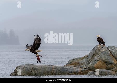 Zwei Weißkopfseeadler, einer sitzt auf einer kleinen Insel, während der andere mit einem toten Vogel in tallon, Broughton Archipel, First Nations Ter abhebt Stockfoto