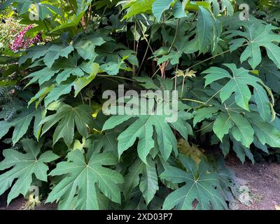 Reispapierbaum Tetrapanax papyrifer, mit großen grünen Blättern im Garten Stockfoto