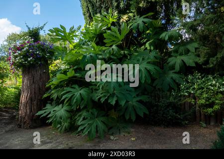 Reispapierbaum Tetrapanax papyrifer, mit großen grünen Blättern im Garten Stockfoto