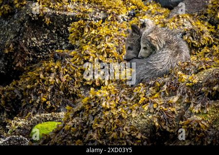 Zwei, dieses Jahr Grizzlybärenjungen, Thimbles Nachkommen, nannte ich sie "Salz & Pfeffer", Ende Mai, kuschelten sich in Algen während der Ebbe in Knight in Stockfoto