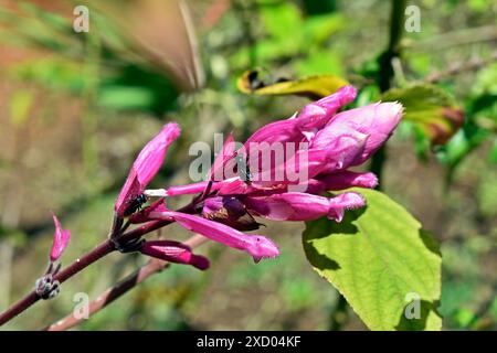 Stachellose Bienen bestäuben Rosenlaubsblüten (Salvia involucrata) Stockfoto