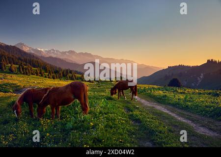 Wunderschöne Landschaft mit wilden Pferden auf der Berglandschaft und Fichtenwald mit gelben Blumen am Sonnenuntergang Himmel in Almaty, Kasachstan Stockfoto