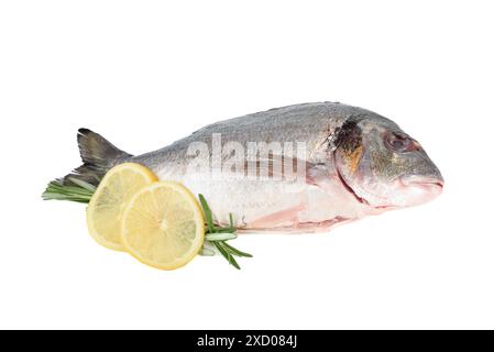 Rosmarinzweige mit Zitronenkreisen und Doradenfisch auf weißem Hintergrund. Kopierbereich. Stockfoto