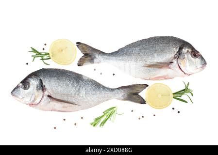Auf weißem Hintergrund zwei dorado-Fische, Zitronenkreise mit Rosmarinzweigen und Pfefferkörnern. Kopierbereich. Stockfoto