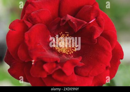 Blühende rote Rose im Garten. Selektiver Fokus, Nahaufnahme. Stockfoto