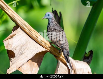 Eine Zebrataube (Geopelia striata) (), die auf einem toten Blatt thront. Sarawak, Borneo, Malaysia. Stockfoto