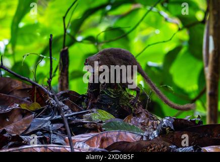 Ein langfüßiger Baumstamm (Tupaia longipes), der im Wald auf der Suche ist. Sabah, Borneo, Malaysia. Stockfoto