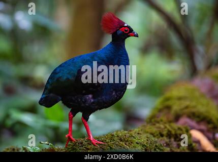 Ein seltsam aussehender Haubenhuhn (Rollulus rouloul), der im Wald auf der Suche ist. Borneo, Malaysia. Stockfoto