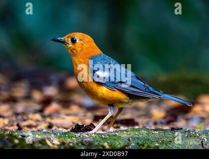 Eine Orangendrossel (Geokichla citrina) auf der Suche im Wald. Sabah, Borneo, Malaysia. Stockfoto